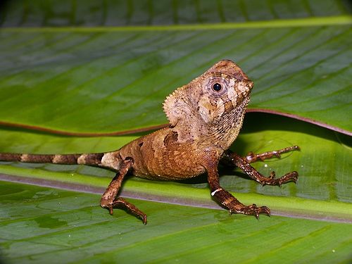 Helmeted iguana